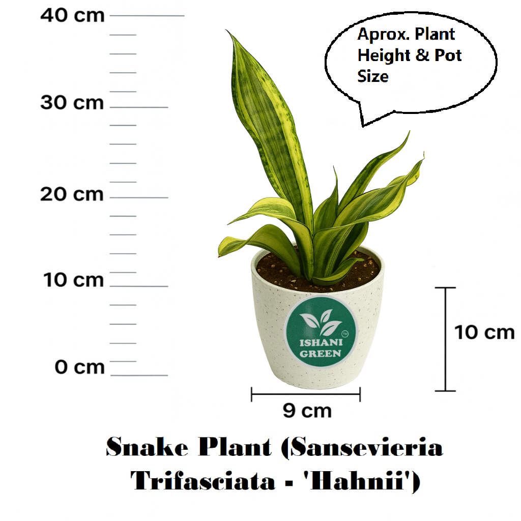 Hahnii Snake-Sansevieria Trifasciata - Image 6