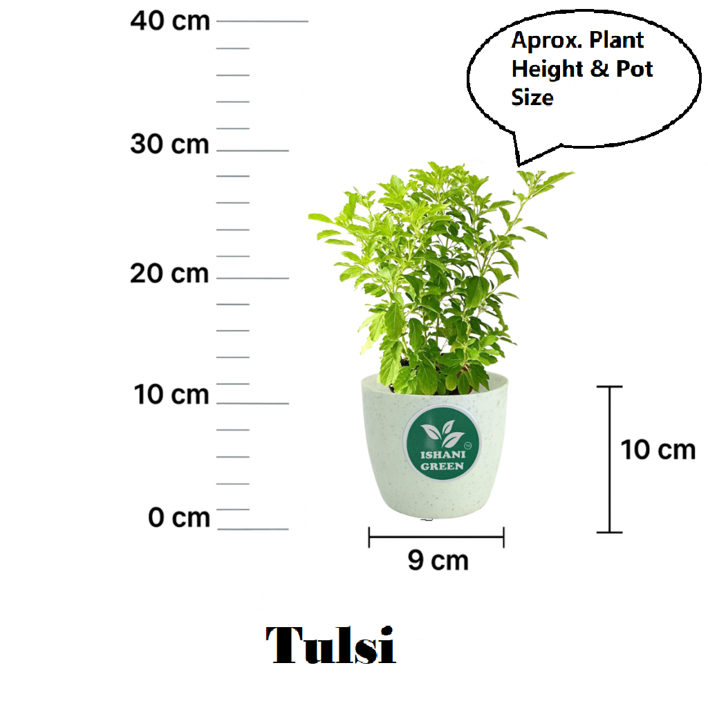 Tulshi(Both Shyam & Ram) - Image 6