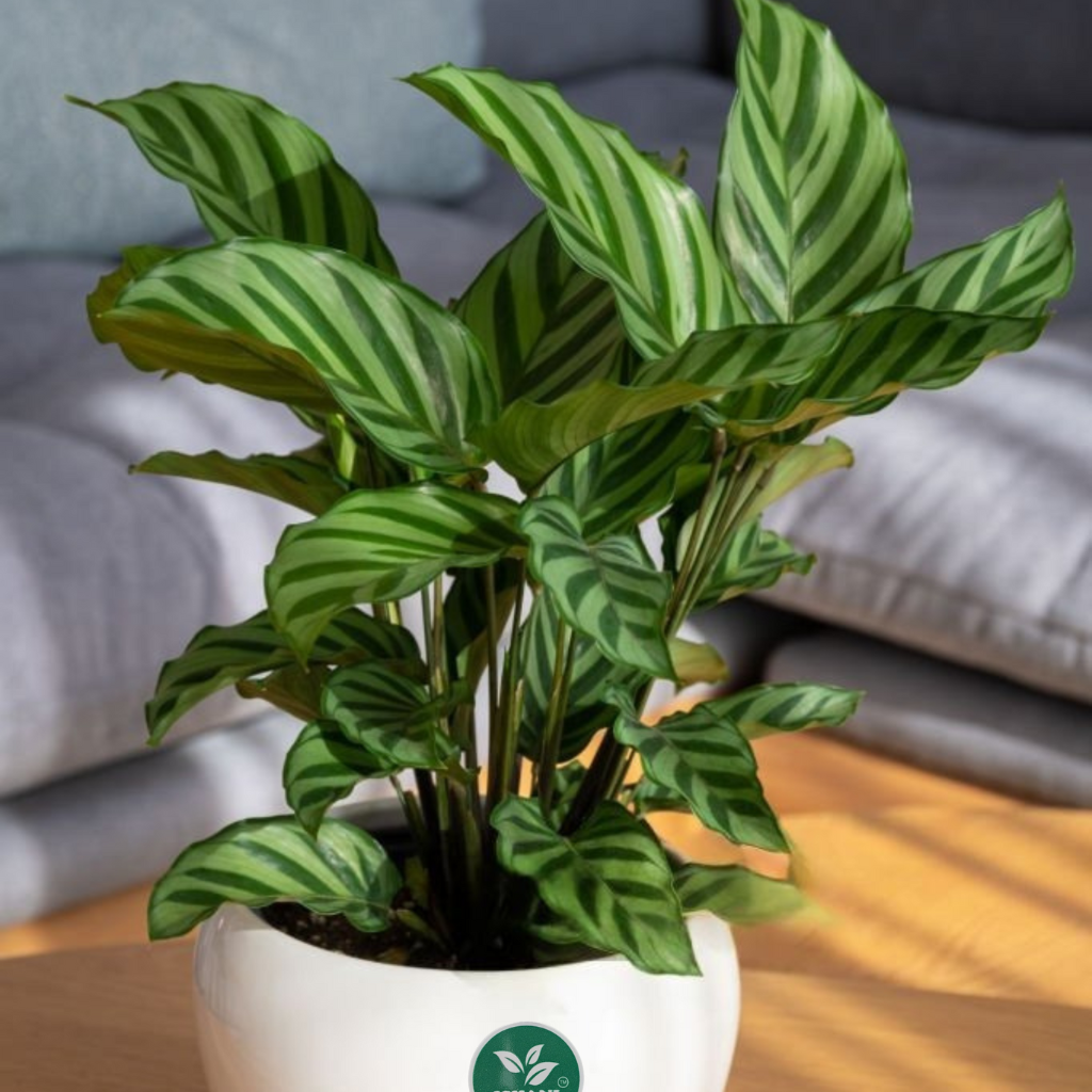 Zabrina (Calathea-Zebra Plant) - Image 5