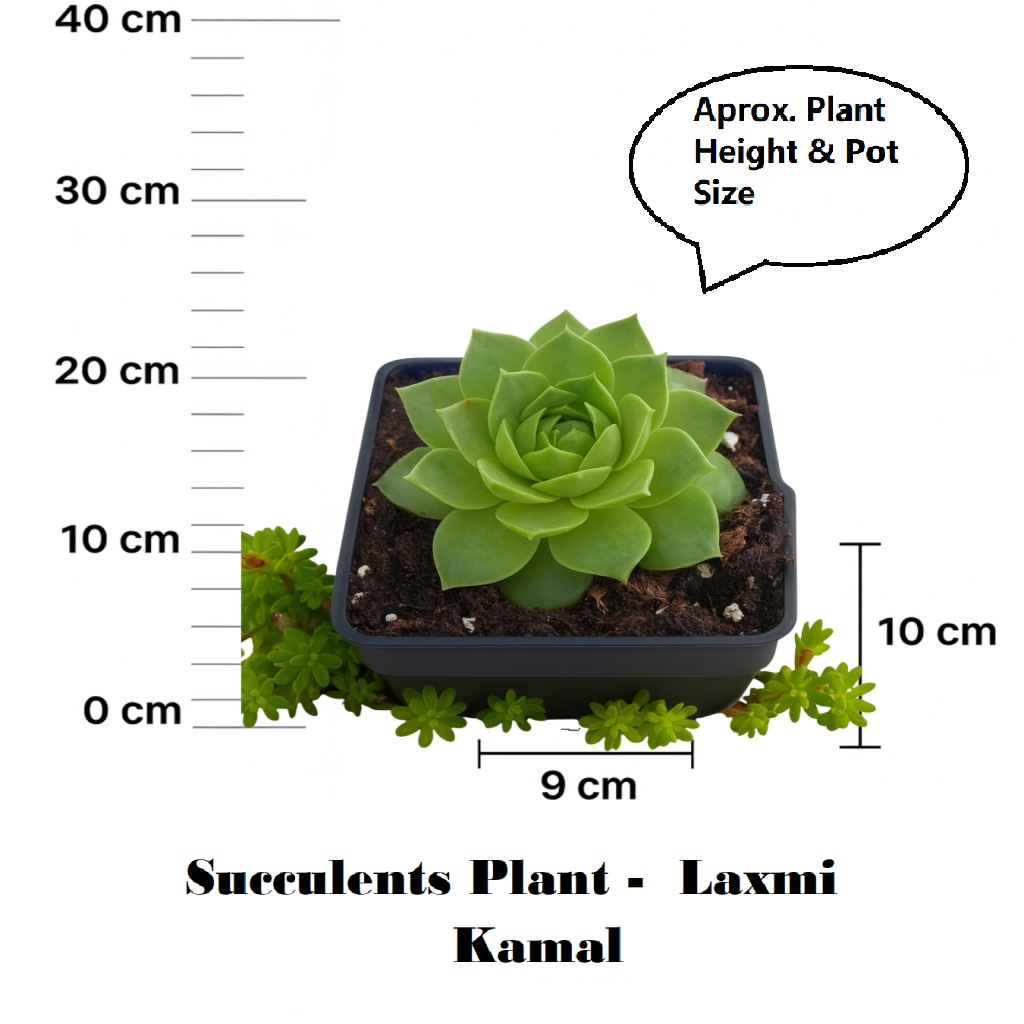 Lakshmi Kamal (Goddess Lakshmi) - Image 6