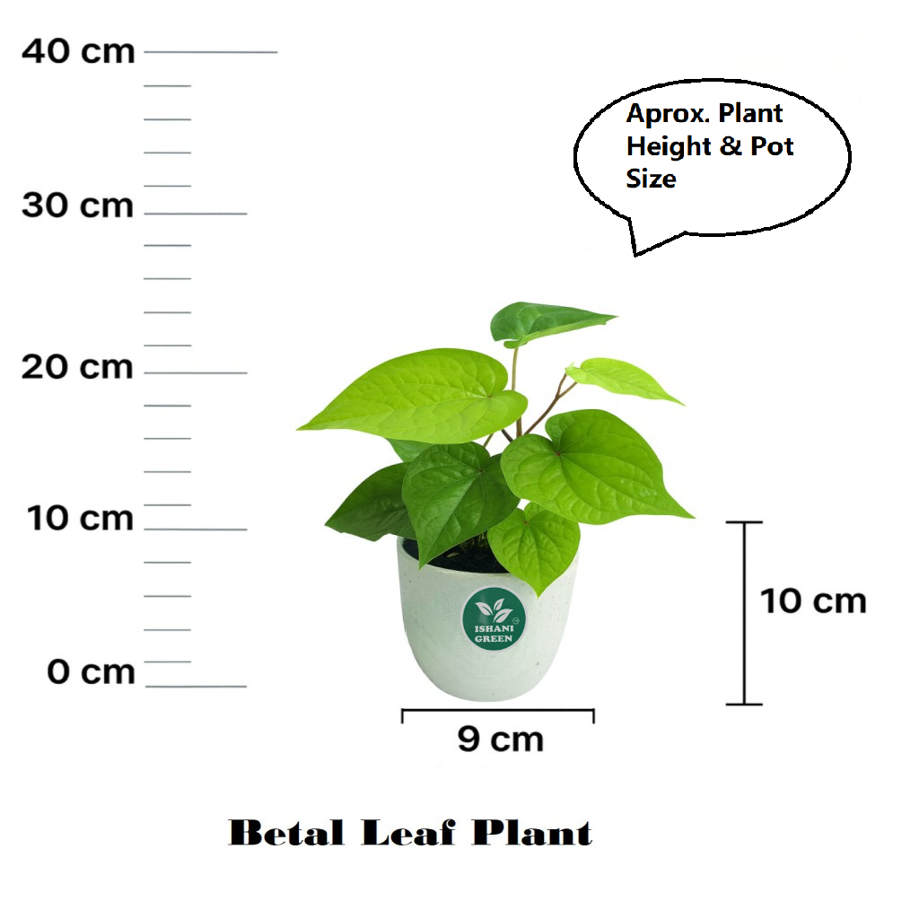 Betal Leaf - Image 4