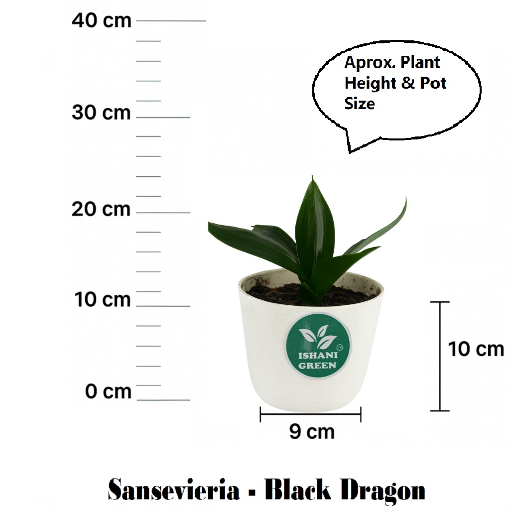 Sansevieria-Black Dragon - Image 6