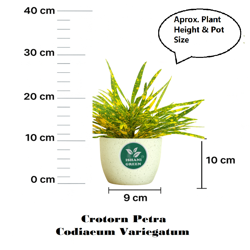 CrotonPetra-Gold Dust Thin Leaf - Image 6