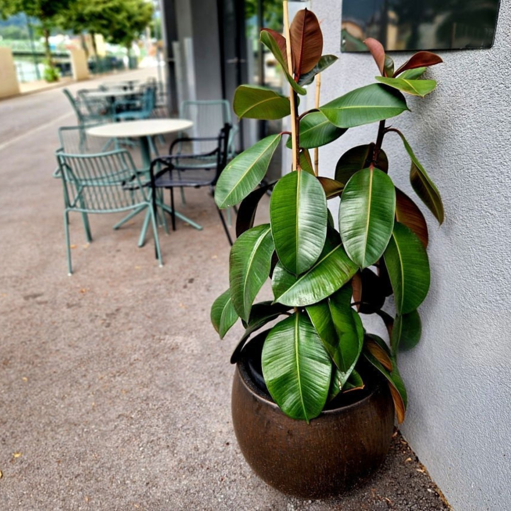 Rubber Plant (Ficus Elastica) - Image 6
