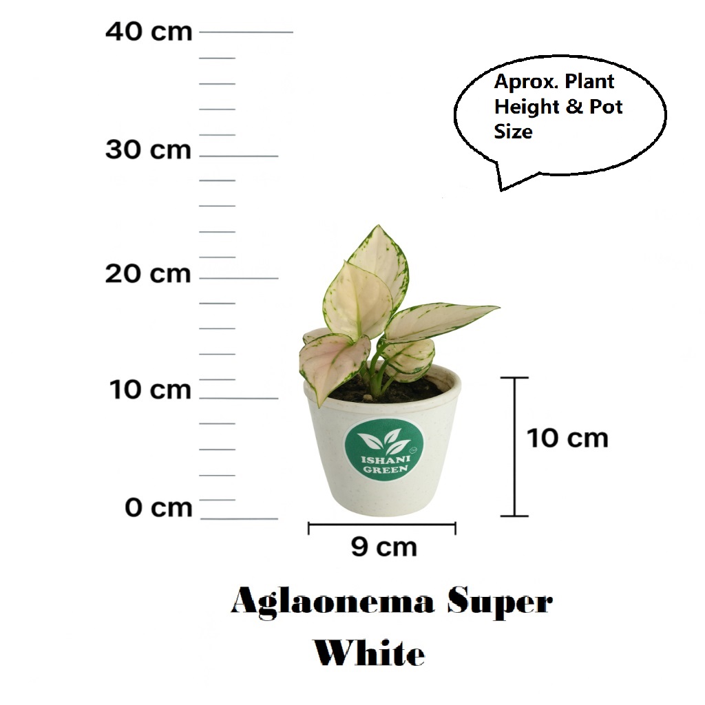 Aglaonema snow white variegated foliage displayed indoors in white planter for clean modern interior styling