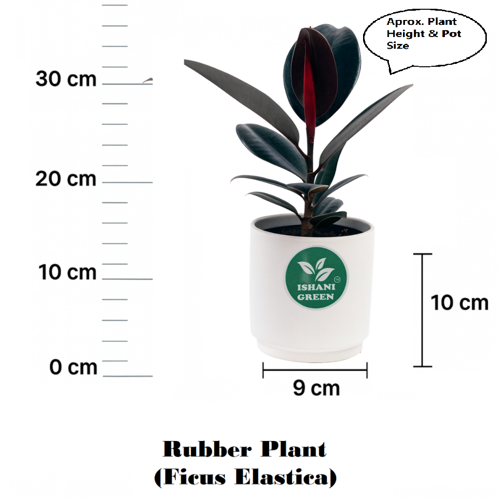 Rubber Plant (Ficus Elastica) - Image 7